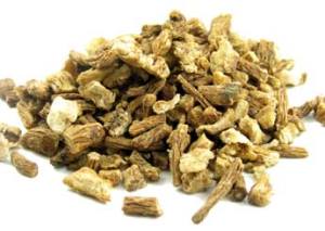 Dried Dong Quai Root @ Herbosophy