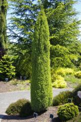 Juniperus communis compressa Oregon Garden