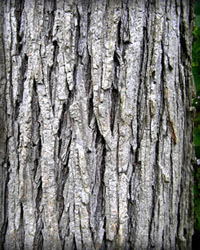 Click here to buy soothing Slippery Elm Capsules Now