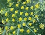 Fennel flowers