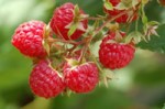 Red Raspberries and Leaf