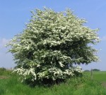 CRATAEGUS-MONOGYNA