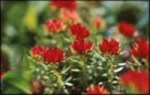 Rhodiola rosea