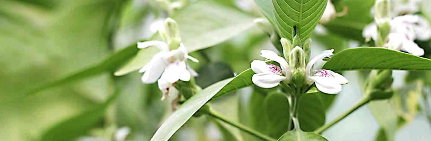 Adhatoda Root Adhatoda Benefits: Snapshot