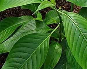 Adhatoda Root Adhatoda Benefits: Snapshot