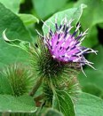 Arctium lappa