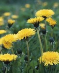 Taraxacum officinalis