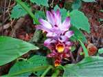 Curcuma longa in flower