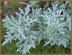 Artemisia absinthium