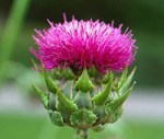 Silybum marianum
