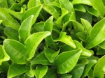 Camellia sinensis