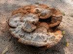 Ganoderma lucidum
