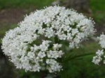 Valeriana officinalis