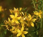 Hypericum perforatum Flower