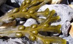 Fucus vesiculosus