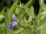 Salvia officinalis