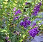 Scutellaria lateriflora