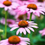 Echinacea flower