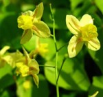 Epimedium flower