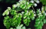 Moringa Leaves
